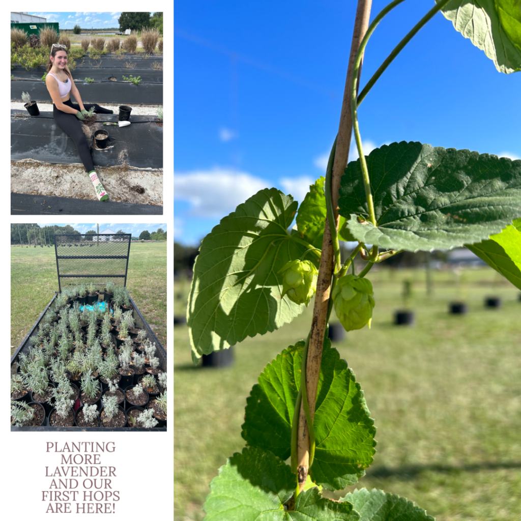 florida hops, university of florida agricultural program, planting flowers at Florida wedding venue and flower farm