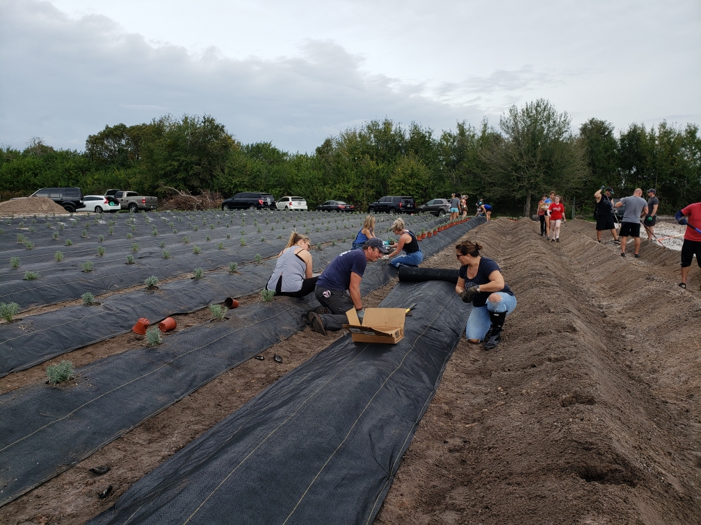 friends helping to plant flowers at farm in florida