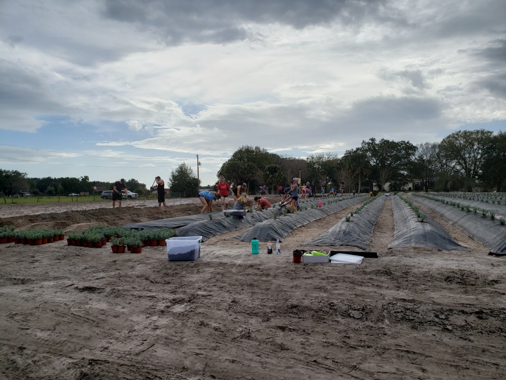 Florida Lavender farm, planting flowers, building rows for farming, farms in florida