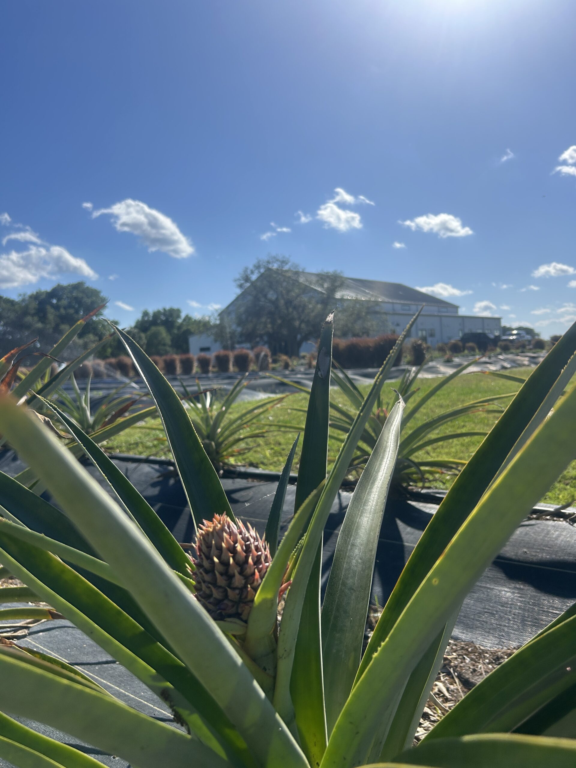 Florida Flower Farm, pineapple,