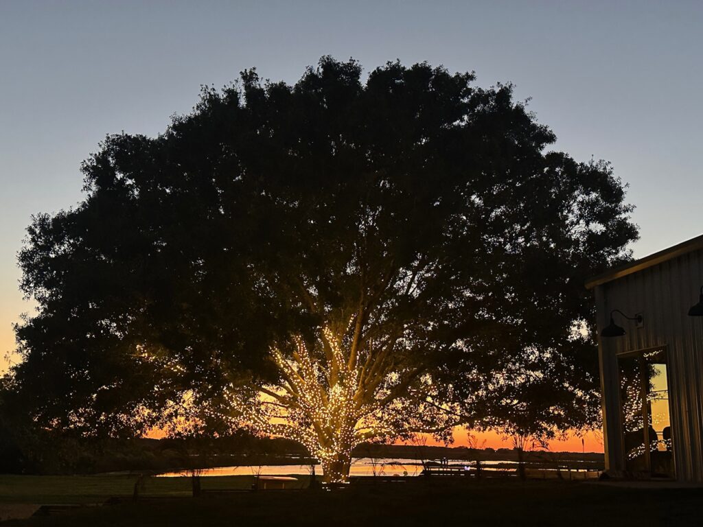 Tree lit at sunset during cocktail hour for Florida wedding