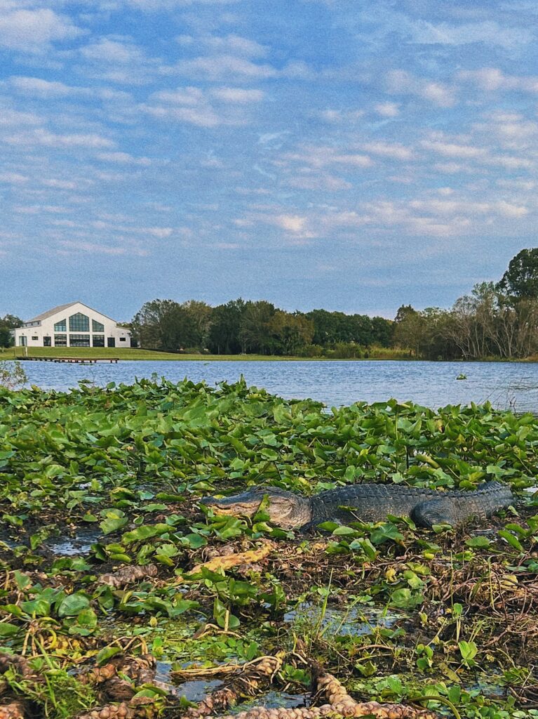 Florida alligator, florida gators, wedding venue on the lake with large alligator 