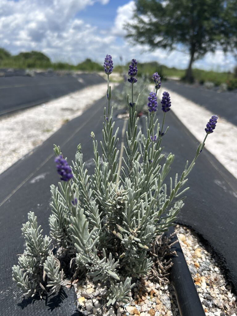 sprigs of lavender on a farm with a blue sky and clouds and a tree off to the right