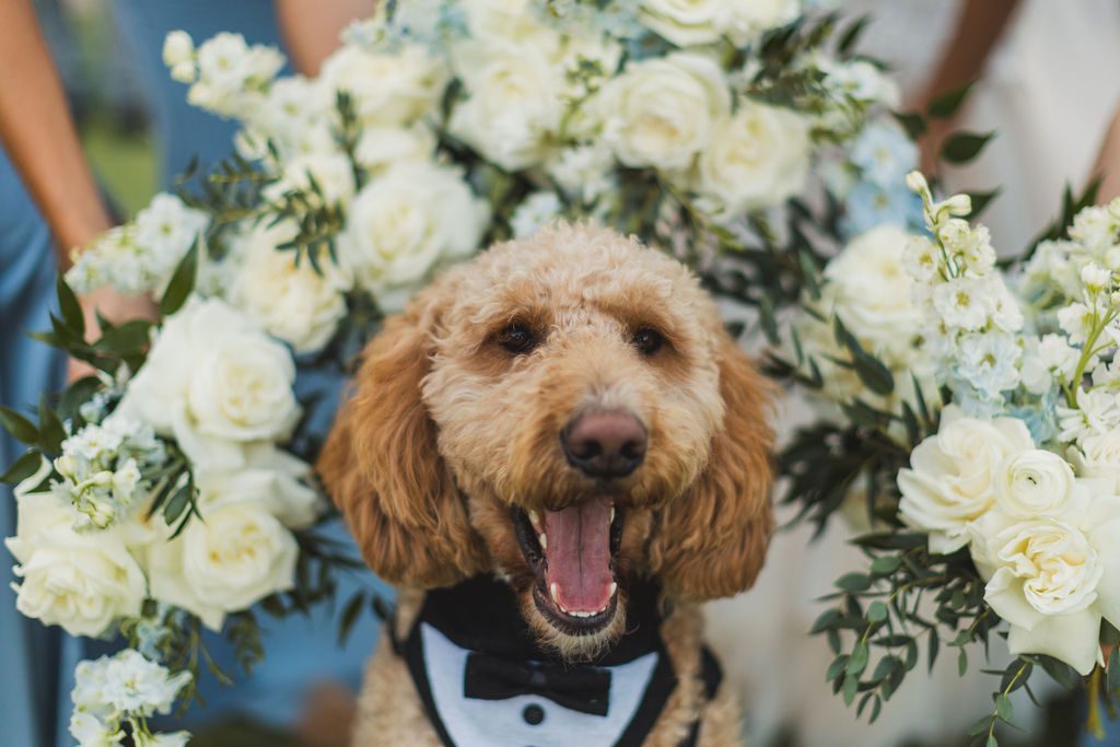 weddings with dogs, orlando dog
